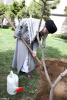 روایاتی از پیامبر اکرم (ص) در خصوص درخت و درخت کاری